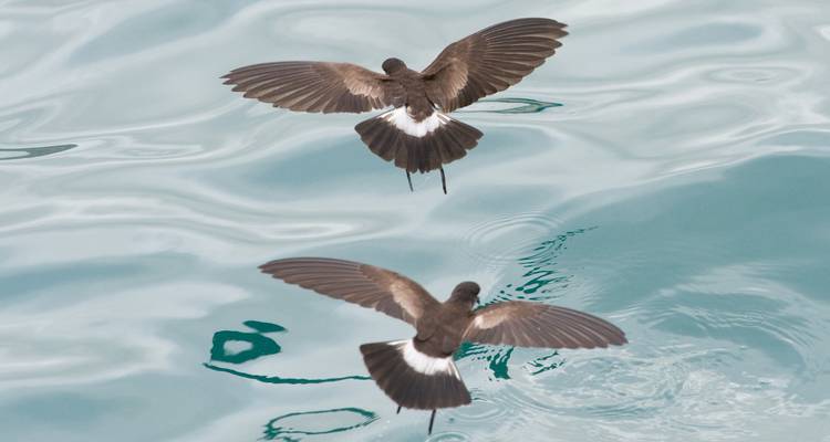 Deux oiseaux aux ailes sombres effleurant l'eau turquoise claire en vol.