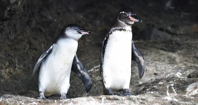 Paire de manchots des Galápagos debout sur un rebord rocheux à l'intérieur d'une grotte ombragée.