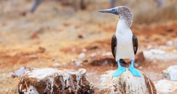 Gros plan d'un fou à pieds bleus avec des pattes turquoise vif perché sur un rocher.