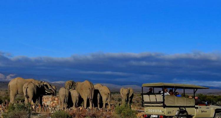Herd of elephants gathers at a stone waterhole under a vast blue sky while tourists watch from an open vehicle.