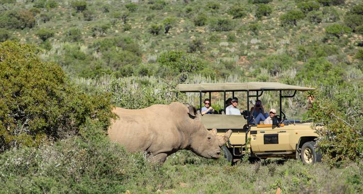 Large rhinoceros crosses in front of a safari vehicle amid dense green scrub.