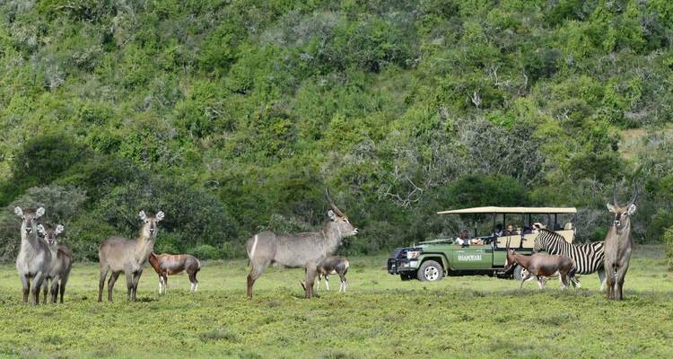Antelope and zebras graze on an open green plain while a safari truck stands nearby.