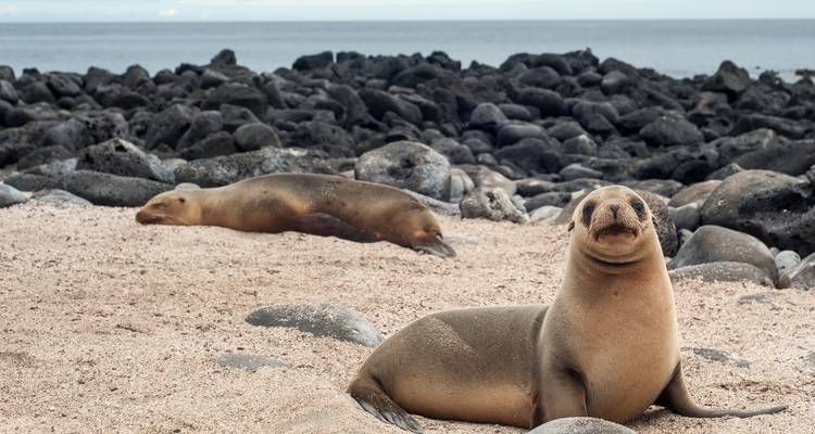 Neugieriger Seelöwe posiert am Sandstrand, während ein anderer zwischen schwarzen Lavasteinen ruht.