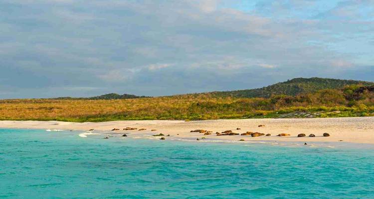Türkisfarbenes Wasser trifft auf einen weißen Sandstrand, der mit Seelöwen übersät ist, auf einer abgelegenen Insel.