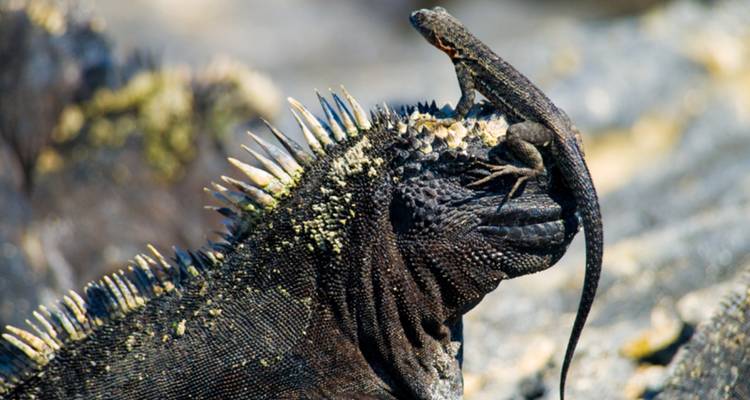Nahaufnahme eines Meeresleguan mit einer Lavaechse, die auf seinem stacheligen Rücken sitzt.