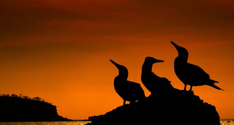 Silhouetten von drei Seevögeln, die auf einem Felsen vor einem leuchtend orangefarbenen Sonnenuntergangshimmel über dem Meer sitzen.