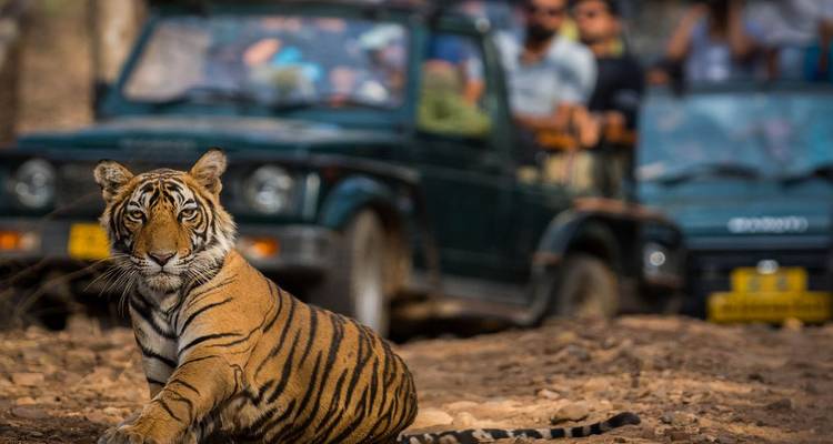 Bengaltiger ruht aufmerksam auf dem Weg, während Safari-Jeeps voller Touristen von hinten zuschauen.