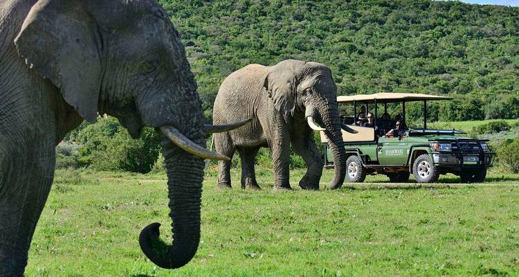Open safari vehicle with visitors observing two large elephants grazing on a green plain.