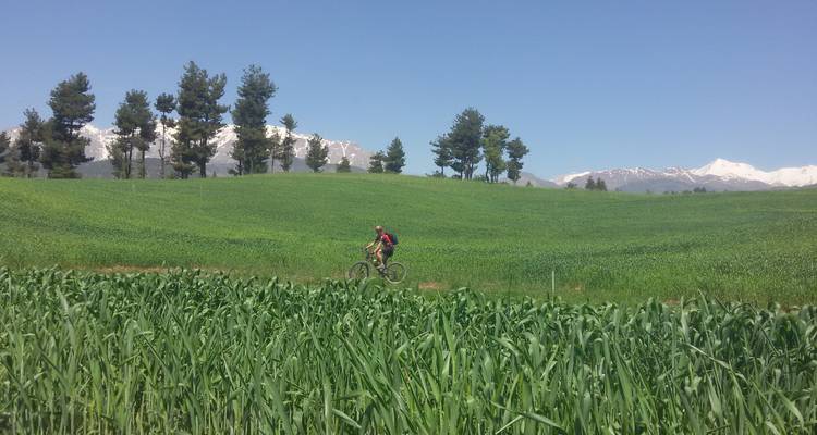 Cycliste roulant à travers un champ verdoyant avec des montagnes enneigées et des pins au loin.