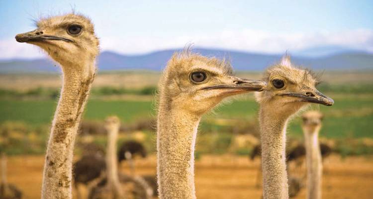 Close-up of three curious ostrich heads against blurred farmland background.