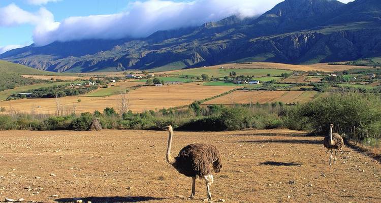 Ostrich standing in a dry golden field with dramatic mountains partially covered by clouds.
