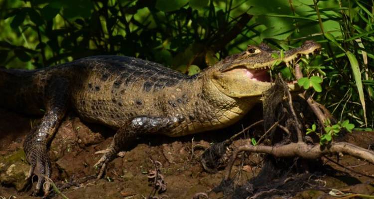 Gros plan d'un caïman à lunettes se reposant sur une berge boueuse au Costa Rica.