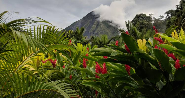 Le volcan Arenal couronné de brume s'élève derrière un feuillage tropical vibrant et des lys gingembre rouges.