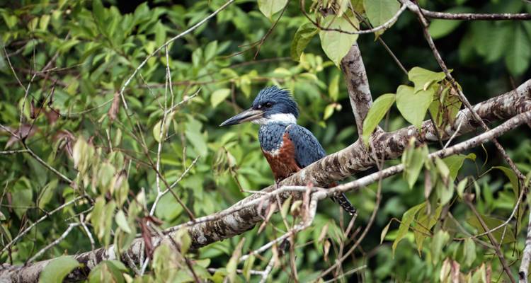 Martin-pêcheur à collier perché sur une branche au milieu d'une végétation riveraine dense et verte.