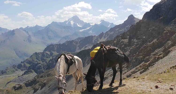 Two pack horses graze on a high alpine pass with dramatic jagged peaks rising behind.
