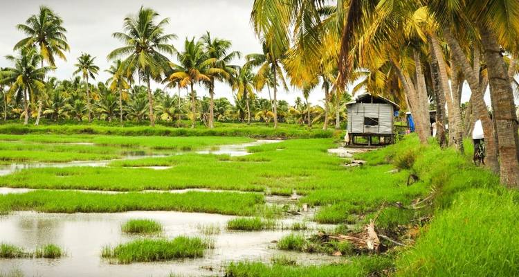 Vibrant green paddy fields and coconut palms surround narrow water channels in rural Kerala.