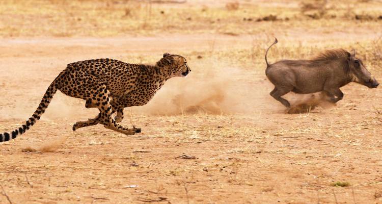 Ein Gepard sprintet einem Warzenschwein über eine staubige Ebene nach und hinterlässt Sandwolken in ihrem Kielwasser.