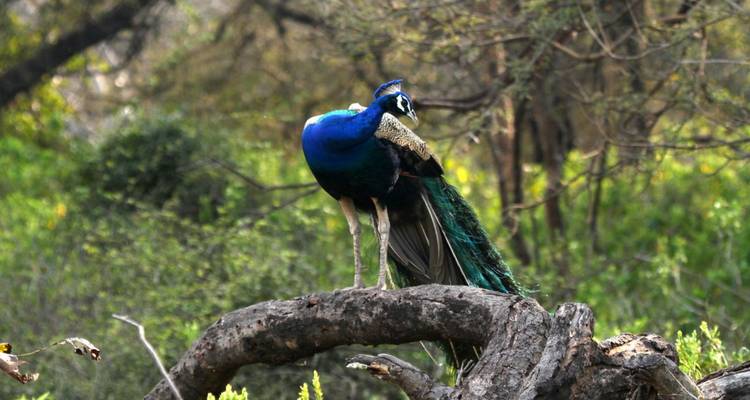 Ein lebhafter blauer Pfau sitzt auf einem knorrigen Ast inmitten von üppigem grünem Laub.