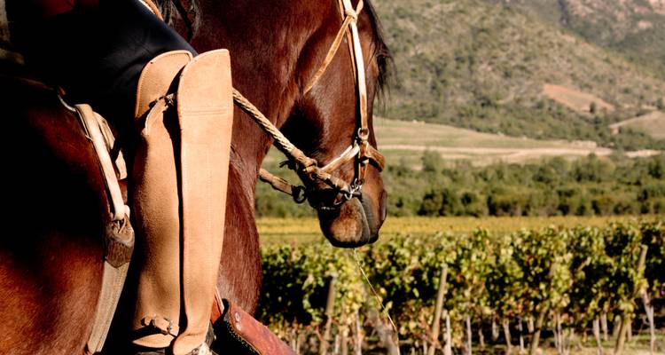 Close-up of a saddled horse with a rider’s leather-clad leg set against vineyard rows.