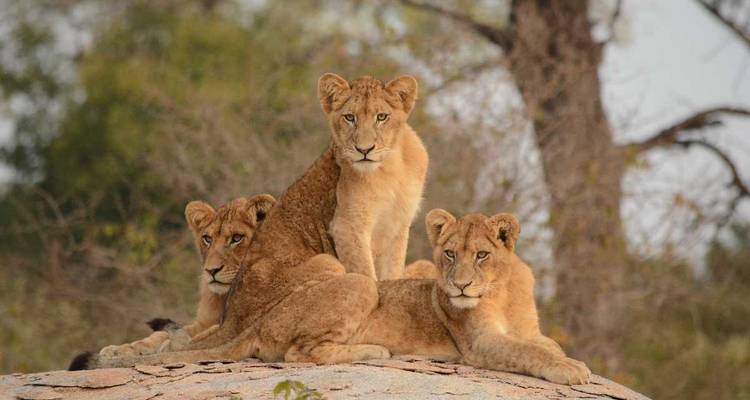 Drie leeuwenwelpjes rusten alert op een rotsige uitstulping in de Afrikaanse bush.