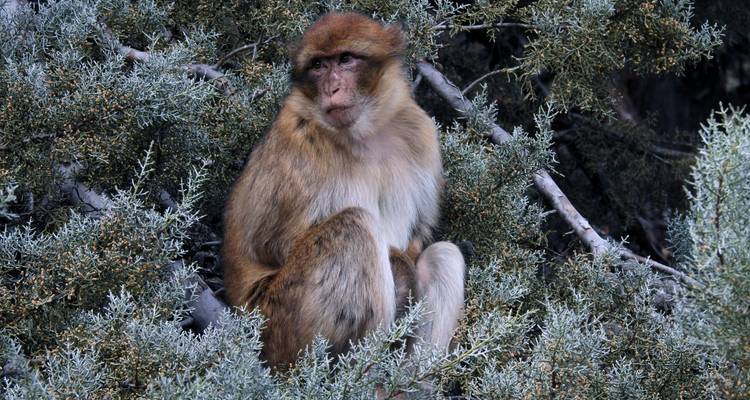Barbary macaque sitting among dense cedar branches looking into distance