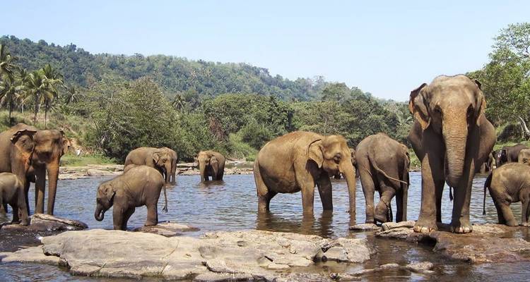 Troupeau d'éléphants d'Asie debout et pataugeant dans une rivière peu profonde entourée de collines boisées.