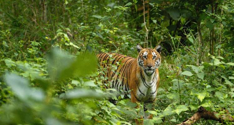 Tigre du Bengale se tenant en alerte au milieu du feuillage dense de la forêt verte.