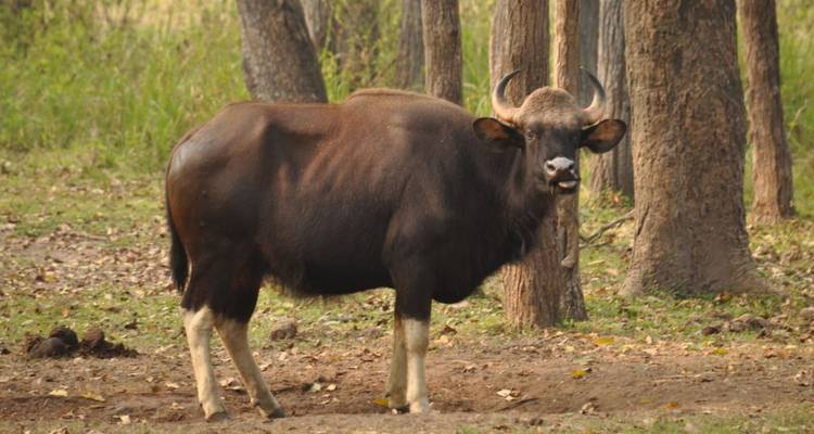 Gaur indien debout dans une clairière forestière près de troncs d'arbres.