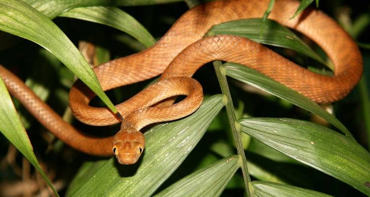 Serpent brun mince lové parmi les feuilles tropicales vertes.