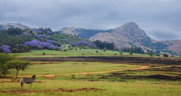 Valle amplio con una cebra solitaria en primer plano, árboles de flores púrpuras, llanuras herbosas y montañas escarpadas bajo un cielo nublado.