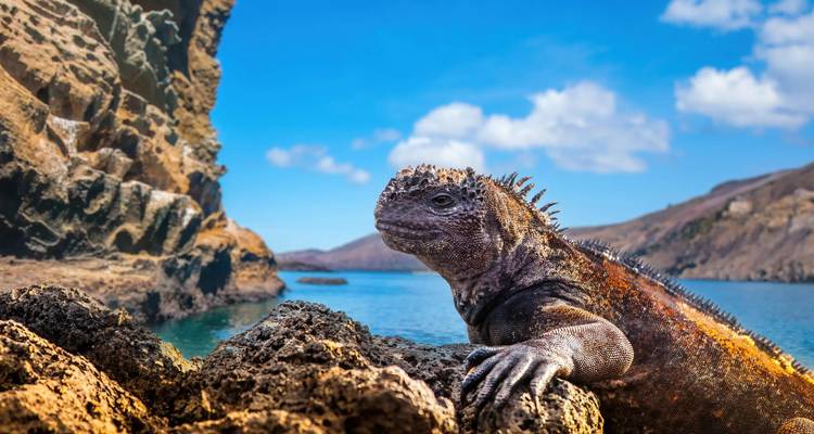 Close-up of a marine iguana perched on volcanic rocks with turquoise Galápagos waters behind.