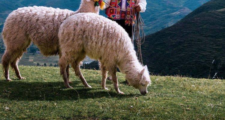 Twee wollige alpaca's grazen op een grasheuvel terwijl een Andese herder in kleurrijke traditionele kleding achter hen staat, met groene bergen in de verte.
