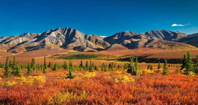 Expansive tundra ablaze with autumn reds and yellows set before rugged mountains under deep blue sky.