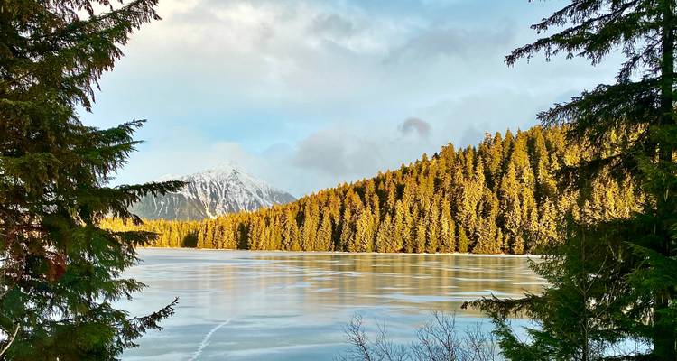 Tranquil partially frozen lake ringed by golden evergreen forest with a snowy mountain peeking in the distance.