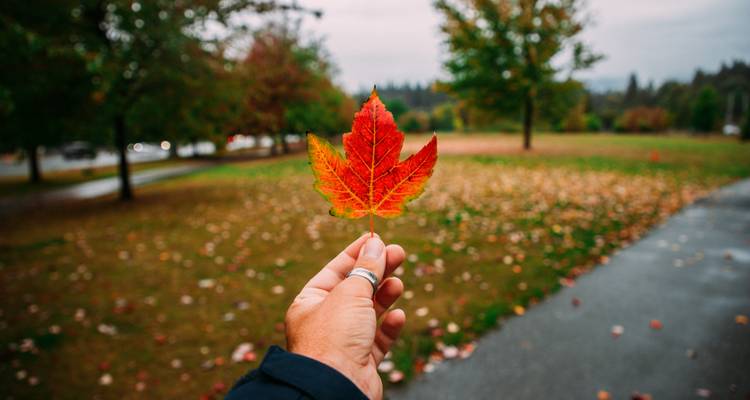 Hand holding a vivid red maple leaf against a blurred autumn park path on a rainy day.