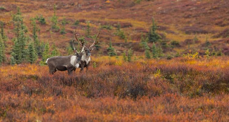 Dos caribúes de pie alerta en la tundra otoñal colorida con árboles perennifolios dispersos.