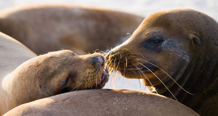 Close-up of two sea lions nuzzling each other, showcasing whiskers and expressive faces.