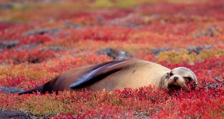 Galápagos sea lion resting contentedly on a carpet of vivid red succulents.