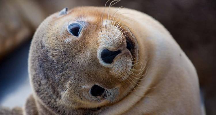 Close-up portret van een schattige zeehondenpup die nieuwsgierig zijn hoofd schuin houdt.