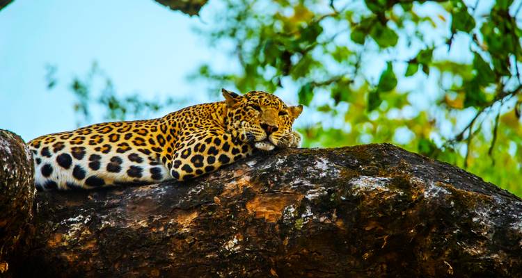 Leopard lounging on a thick tree branch gazing intently from Kabini National Park.