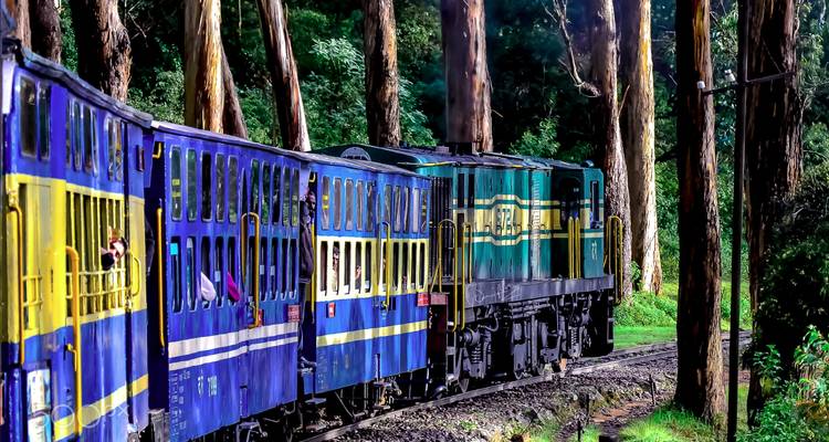 Historic blue and green Nilgiri Mountain Railway toy train winding through tall eucalyptus forest near Ooty.