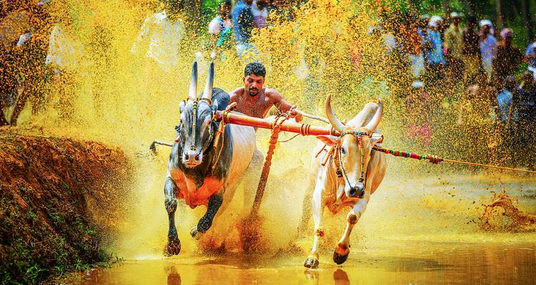 A man races two decorated bulls through a muddy water track creating dramatic golden splashes.
