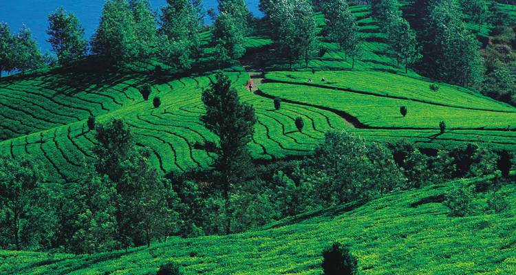 Verdant terraced tea plantations stretching across rolling hills under a clear blue sky.
