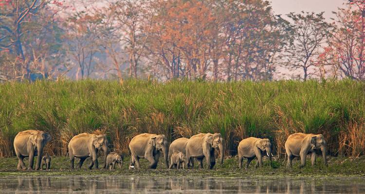 Line of Asian elephants with calves walking along a marshy riverbank backed by tall grasses and forest.
