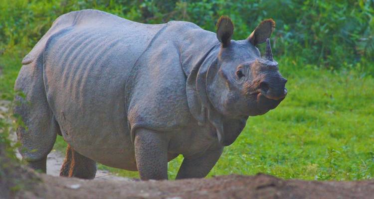 Close-up of endangered Indian one-horned rhinoceros standing in green grass of Kaziranga.