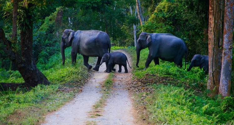 Elephant family crossing a dirt jungle track between dense green vegetation.