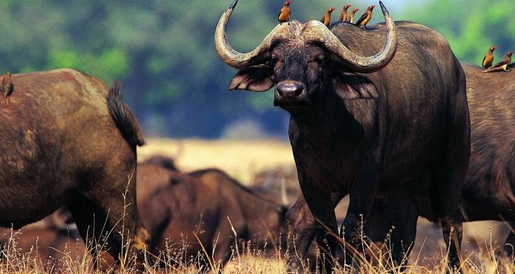 Cape buffalo with oxpeckers on its back stands alert in dry grassland.