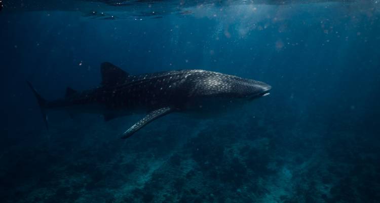 Underwater view of a majestic whale shark cruising through deep blue ocean.
