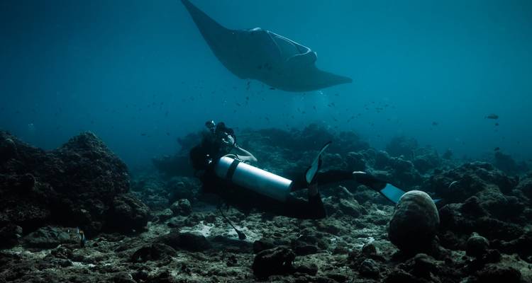 Scuba diver observing a graceful manta ray gliding above a coral reef.