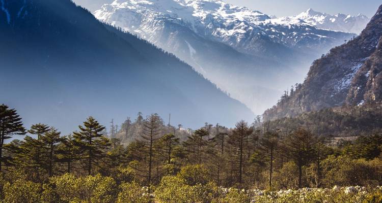 Snow-clad Himalayan peaks towering above dense conifer forest under crisp blue sky.